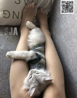 侠客杰克